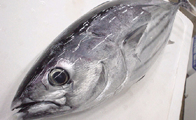 katsuo_image01.jpg